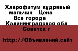 Хларофитум кудрявый мальчик › Цена ­ 30 - Все города  »    . Калининградская обл.,Советск г.